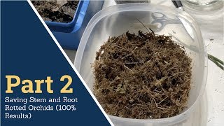 Part 2: Saving Stem and Root Rotted Orchids (100% Results)