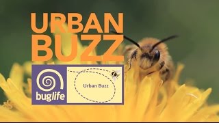 Urban Buzz