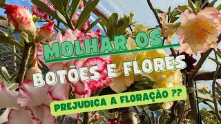 Rosa do deserto: dicas de cultivo