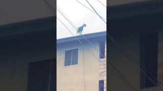 Wahala! How did this Salah ram get there 😎😁😛