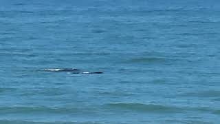 #whales #florida #thebestbeach #livingmybestlife livin