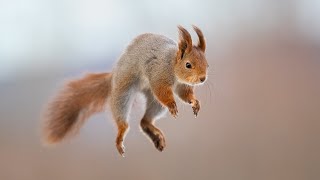 How I Photograph Jumping Red Squirrels