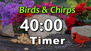 40 Minute Timer | Bird Kiss | ⏰ Bell Alert | No Music | Birds Chirping | Big Numbers