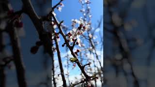 Νέα καρποφόρα δέντρα (fruit-bearing trees) - Φυτώρια Δέλτα