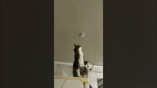 This cat is a certified electrician