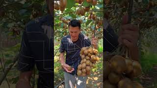 Awesome kiwi so fresh enjoy picking taste from farmer at farm #fresh #harvest #kiwi🥝 #satisfying