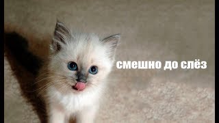 смешные коты №3 смешно