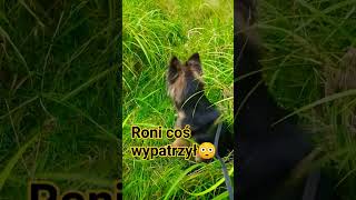 Roni coś wypatrzył😳