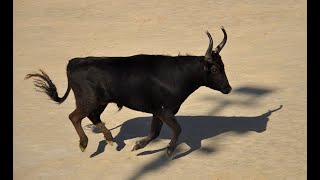 corsa camarguesa souvenir vidéo