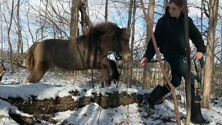 fun in the woods with Thunder