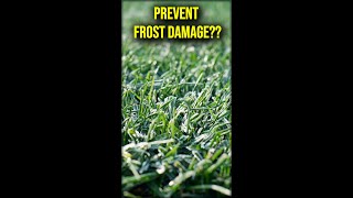 Can You PREVENT Frost Damage On Your Lawn??