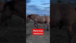 Мұғалжар жылқысы👍👍👍