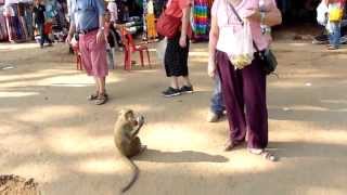 Affe - Bananen Diebstahl in Angkor Wat