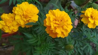 कटिंग से उगाया ,गेंदा के पौधे को  कैसे रिपोट करे  || how to grow marigold from cutting | #marigold