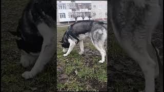 #хаскивидео #husky #хаскитакиехаски #счастьевпростом #хаски #прогулка