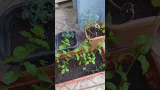 Variedades de plantas se increva !