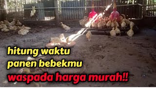 waspadai harga panen bebek murah | hitung kapan panen bebekmu!!