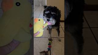 Miniature Schnauzer Catches Duck