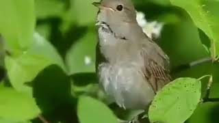 Nightingale bird singing at sunset. The most beautiful bird song.