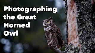 Photographing a Great Horned Owl