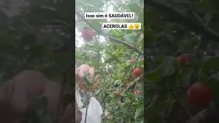 SEM AGROTÓXICOS,UMA DELÍCIA DE ACEROLA.