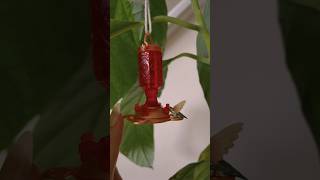 the world’s tiniest hummingbird | #miniature