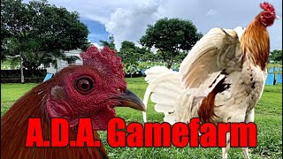 Lets Visit The Farm Of A.D.A. Gamefarm