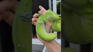 Cahya the green tree PYTHON.