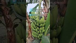 Banana is healthy or not? #shortvideo #food #antioxidant #healthydieting #asmr