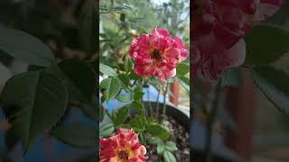 Top flower beautiful Roses  #viral #blackpink #flowers #rose