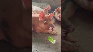 Pigs must funny video #ytviral #funny #funnybuffalo #funnyclip #pig #buffalocomedy #comedy #animals