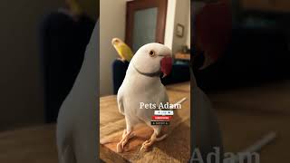 Amazing Bird's 😍😍                                                           Pets Adam #Shorts