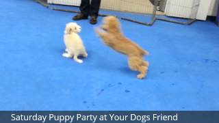 Puppy Party Feb 21st