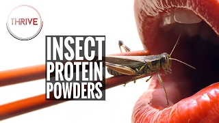 Insect Protein Powders | Thrive