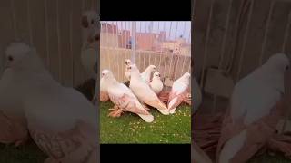 Swallow Pigeons Loft|| #foryou #viral #viralvideo #youtubeshorts #ytshorts #trending #reels