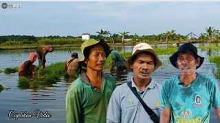 Indahnya Persawahan Desa Tanggul Rejo Tabunganen dan keluh kesah para petani di desa Transmigrasi