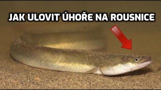 Lov úhoře na rousnice! Jak ulovit velké úhoře na rousnice kdykoliv se vám zachce. Večerní lov úhoře