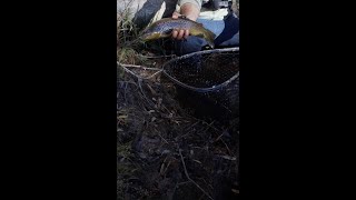 HUGE YOSEMITE BROWN TROUT!! #shorts #flyfishing