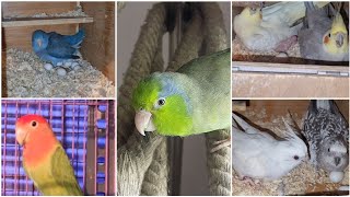 First Babies of Cockatiels and Parrotlets for Breeding Season 2024-25 || All About Pets