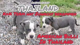 Ein American Bulli in Thailand🦮Zuwachs im K&K Hunde Rudel🐶Was haben wir getan?