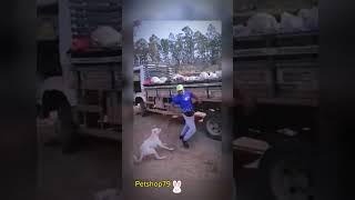 perrito se venga y muerde #funny #feedshorts #funnypets