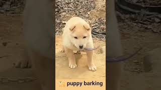 cute puppy barking