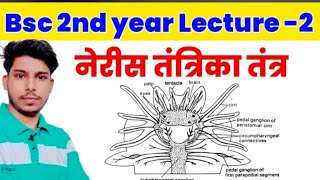 Bsc 2nd year Lecture 2 ! Neris Nerves system ( नेरिस का तंत्रिका तंत्र) ! neris | नेरीस | neris kya