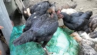 Ayam Kampung Makan Sayuran Mentah dan Lihat Kelakuan Bebek Betinanya🔥🔥