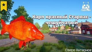 Трофейный Карп красный Старвас - чешуйчатый. Озеро Янтарное. Русская рыбалка 4 | Russian fishing 4