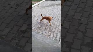 🫵🫵🫵इसको देखकर हंसी ना रोक पाओगे🙏🙏🙏😹😹😹🤩🤩🤩🫡🫡 #viral #comedy #dog #viralshort #funnyvideo #doglover