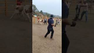 ACCIDENTE EN EL JARIPEO DE SANTO TOMÁS LACHITA