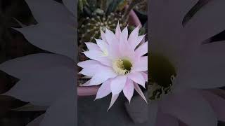 Echinopsis oxygona flor rosa 💕💕💕 #ccactusuculentas