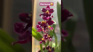 ✅Oncidium Sharry Baby Red 🌺#shorts#oncidiumorchid#red#flowers#spring#collection#viralvideo