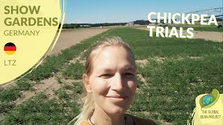 Differences in Chickpea Varieties? (June) – LTZ 🇩🇪 #2 | Global Bean Show Gardens